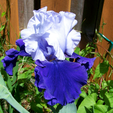 Bearded Iris 'Over Alaska' ,German Iris
